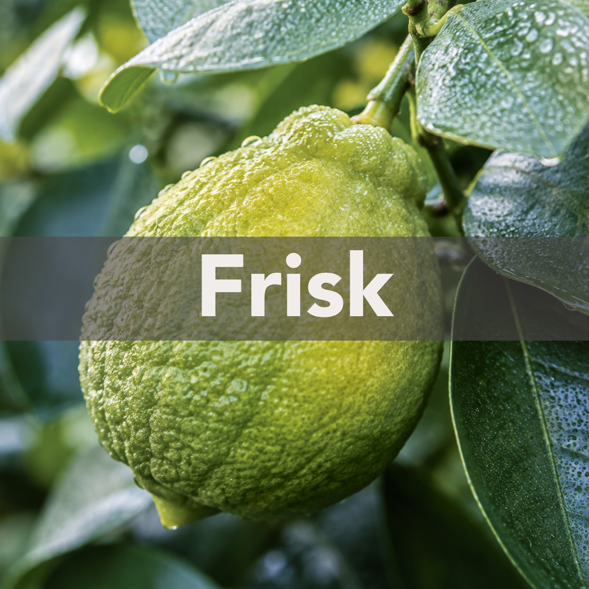 Friska dofter