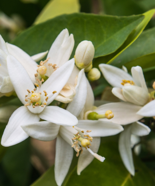 BLOSSOM VEIL