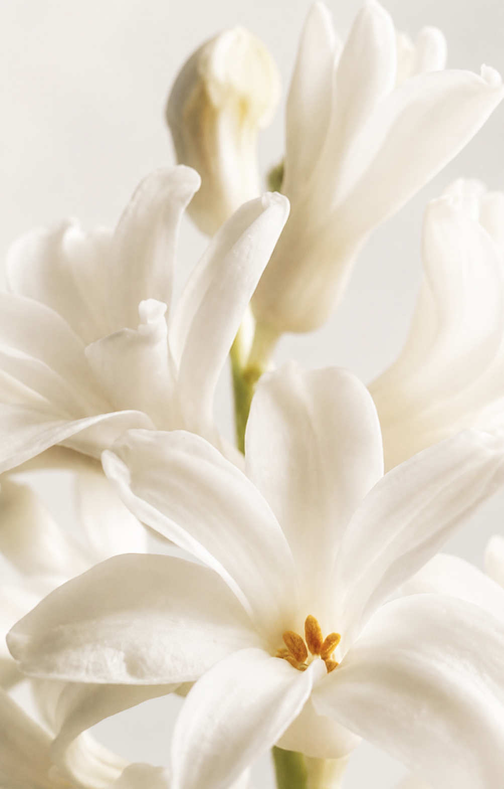 BLOSSOM VEIL