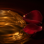 INTOXICATED ROSE