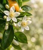 JASMINE DAYDREAM